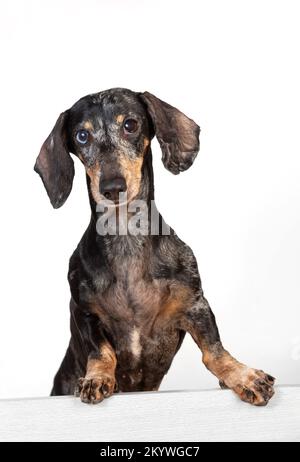 Porträt eines alten, verängstigten, grauhaarigen Dackelhundes, mit Augen in verschiedenen Farben, die hinter einer Trennwand auf einem weißen Backgr herausgucken Stockfoto