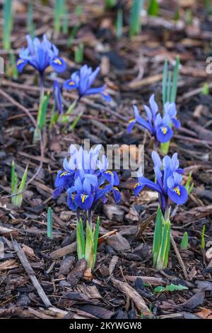 Iris Harmony, Iris reticulata Harmony, Zwergiris, Blumen königsblau, gestreifter weißer Hals, Leuchtend gelber Mittelstreifen an den Wasserfällen. Stockfoto