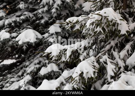Der erste Schnee auf einem Fichtenzweig in Nahaufnahme. Schneekappen auf den Zweigen einer Tanne. weihnachtshintergrund für Design Stockfoto