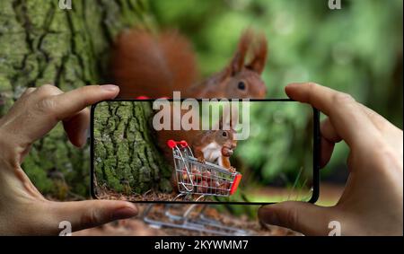 Ein Mann fotografiert ein europäisches rotes Eichhörnchen, das Haselnüsse in einem Einkaufswagen sammelt. Stockfoto