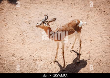 Die Dama Gazelle - Nanger Damm - auch bekannt als Addra Gazelle oder Mhorr Gazelle. Stockfoto