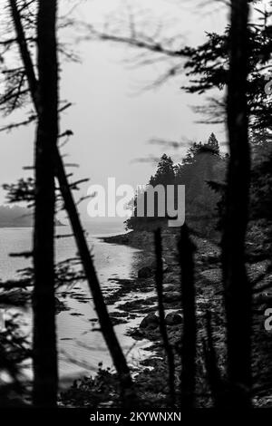 Felsige neblige Küste von Maine, durch Kiefern, schwarz und weiß Stockfoto