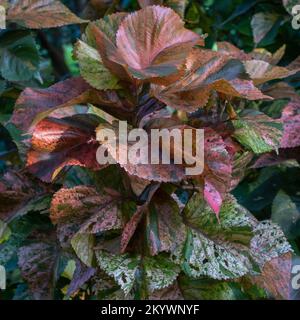 Blick von draußen auf das Copperleaf oder Acalypha wilkesiana immergrüne tropische Sträucher mit wunderschönen Herbstfarben Stockfoto