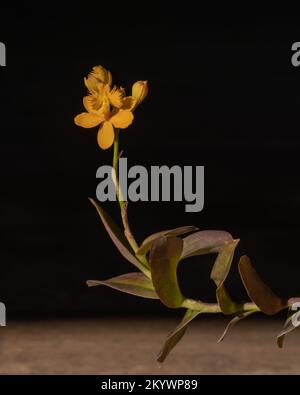 Nahaufnahme der wunderschönen Epiphytischen tropischen Orchidee mit leuchtend gelber Orangenblüte und Knospe auf schwarzem Hintergrund Stockfoto