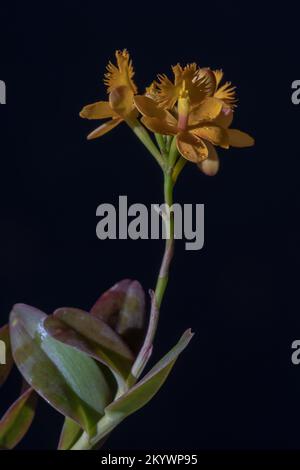 Nahaufnahme der epidentropen epiphytischen Tropenorchideenblüte mit leuchtend gelben Orangenblüten in natürlichem Sonnenlicht isoliert auf schwarzem Hintergrund Stockfoto