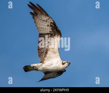 Ein Fischadler, der über den See fliegt Stockfoto