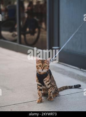 die bengalische Katze auf dem Dach, die wunderschöne Straße miami Stockfoto