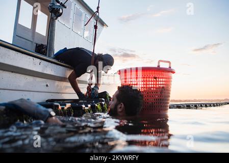 Austernte bei Sonnenaufgang in Narragansett Bay Stockfoto