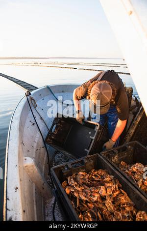 Austernte bei Sonnenaufgang in Narragansett Bay Stockfoto