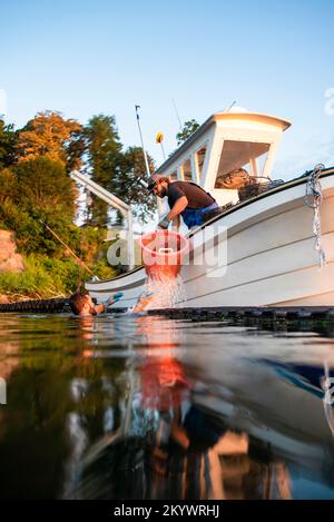 Austernte bei Sonnenaufgang in Narragansett Bay Stockfoto