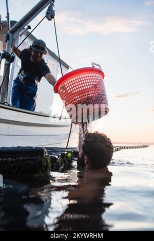 Austernte bei Sonnenaufgang in Narragansett Bay Stockfoto