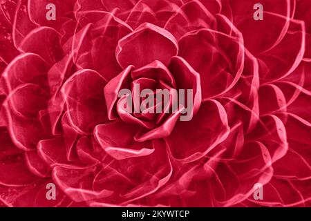 Die saftige Pflanze aus Rosenrosen hinterlässt eine Rosette. Abstraktes Blumenmuster. Bild in Farbe des Jahres 2023 viva magenta Stockfoto