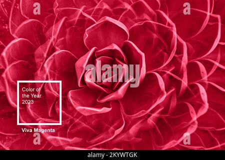 Die saftige Pflanze aus Rosenrosen hinterlässt eine Rosette. Abstraktes Blumenmuster. Bild in Farbe des Jahres 2023 viva magenta Stockfoto