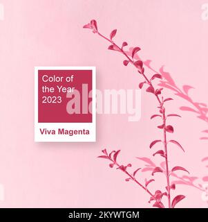 Kleiner Werkszweig vor weißem Wandhintergrund mit Schatten und Reflexion. Bild in Farbe des Jahres 2023 viva magenta Stockfoto