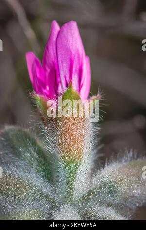 (Pelargonium quercifolium) Eichenblätter Geranium Wildblumen im Frühling, Kapstadt, Südafrika Stockfoto