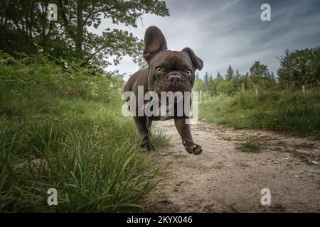 Der französische Bulldog läuft in Richtung Kamera ein Ohr hoch ein Ohr runter im Wald Stockfoto