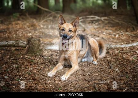 Der Deutsche Schäferhund Saluki Cross sieht in die Kamera, mit einem sehr glücklichen Gesicht, das im Wald liegt Stockfoto