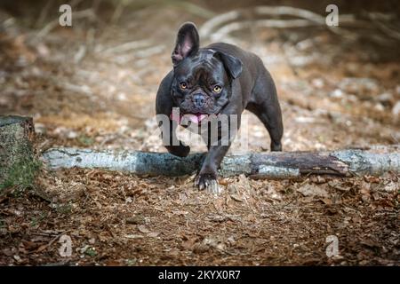 Der französische Bulldog läuft in Richtung Kamera ein Ohr hoch ein Ohr runter im Wald Stockfoto