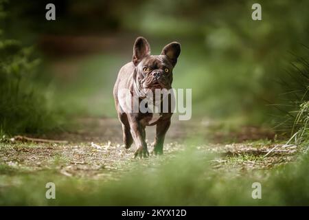 French Bulldog sieht im Wald in die Kamera Stockfoto