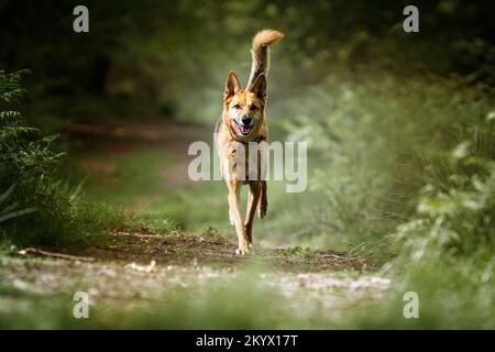 Schäferhund Saluki Cross geht in Richtung Kamera mit einem feinen Schwanz im Wald Stockfoto