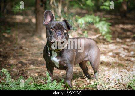 French Bulldog sieht in die Kamera ein Ohr hoch ein Ohr runter im Wald Stockfoto