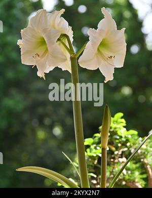 Amaryllis-Blumen im Garten in Santiago, Chile Stockfoto