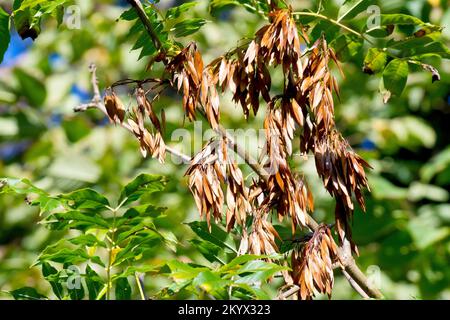 Asche (fraxinus excelsior), Nahaufnahme der reifen braunen Früchte oder Schlüssel, die im Herbst an einem Baum hängen. Stockfoto