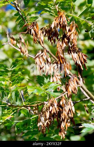 Asche (fraxinus excelsior), Nahaufnahme der reifen braunen Früchte oder Schlüssel, die im Herbst an einem Baum hängen. Stockfoto