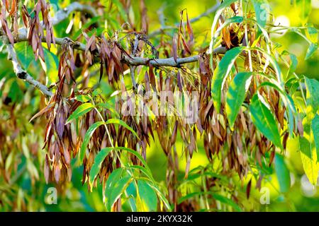 Asche (fraxinus excelsior), Nahaufnahme der reifen braunen Früchte oder Schlüssel, die im Herbst an einem Baum hängen. Stockfoto