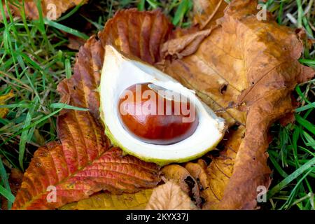 Rosskastanie oder Konker (aesculus hippocastaneum), Nahaufnahme einer einzelnen Frucht oder Nuss, die in ihrem Fall noch auf Herbstblättern auf dem Gras liegt. Stockfoto