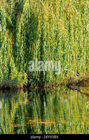 Die hängenden Äste einer Trauerweide (salix babylonica) spiegeln sich in den ruhigen Gewässern des Keptie Pond in Arbroath, Angus, Schottland wider. Stockfoto