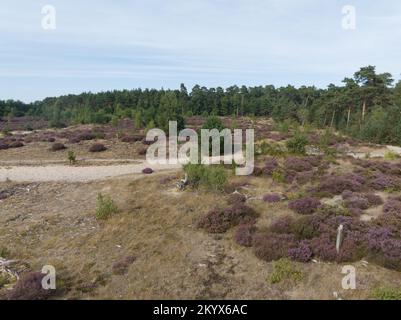 Heidevegetation, die hauptsächlich aus Zwergsträuchern der Heidefamilie besteht. Naturfeld in den Niederlanden. Blühendes Feld im August und Stockfoto