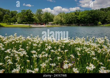 Sommerlandschaft in Montreal Stockfoto