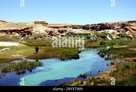 Bamyan (Bamiyan) in Zentralafghanistan. Ein Ochse, der an einem Bach in der Band e Amir grast. Stockfoto