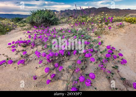 Super Bloom, Desert Sand Verbena, Anza Borrego State Park, Kalifornien Stockfoto