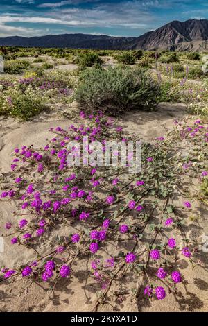 Super Bloom, Desert Sand Verbena, Anza Borrego State Park, Kalifornien Stockfoto