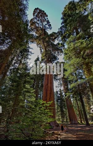 McKinley Grove Big Trees, Sierra National Forest Stockfoto