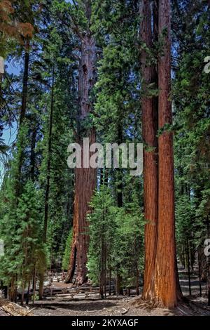 Sequoia National Park ist ein Nationalpark in der südlichen Sierra Nevada östlich von Visalia, Kalifornien, in den USA. Der Park ist berühmt für seine g Stockfoto