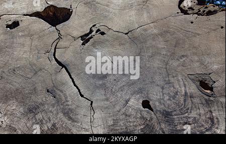 Growth Rings auf einem Querschnitt eines jahrhundertealten Sequoia-Baumes Stockfoto