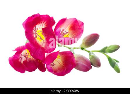 Freeseia frische Blumen Stockfoto