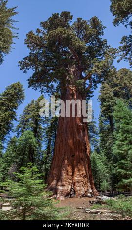 Der General Sherman Sequoia National Park ist ein Nationalpark in der südlichen Sierra Nevada östlich von Visalia, Kalifornien, in den USA. Stockfoto