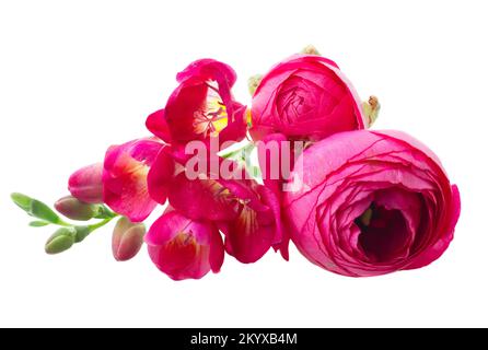 Freeseia frische Blumen Stockfoto