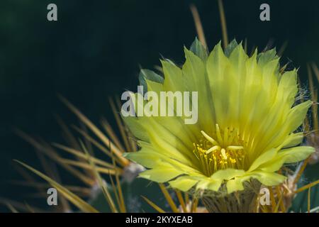 Gelbe Blume eines Sternkaktus (Astrophytum ornatum) zwischen Licht und Schatten im Garten Stockfoto