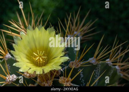 Gelbe Blume eines Sternkaktus (Astrophytum ornatum) zwischen Licht und Schatten im Garten Stockfoto