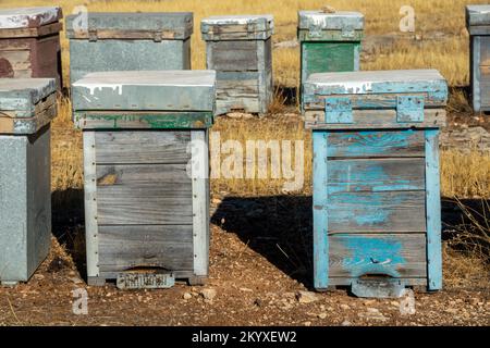 Holzbienenstöcke auf dem Feld zwischen Peelings und Steineichen an einem sonnigen Wintermorgen in Andalusien (Spanien) Stockfoto