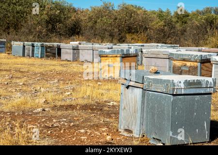 Holzbienenstöcke auf dem Feld zwischen Peelings und Steineichen an einem sonnigen Wintermorgen in Andalusien (Spanien) Stockfoto