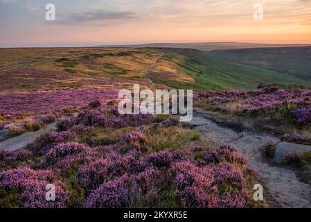 Atemberaubender spätsommerlicher Sonnenaufgang im Peak District über blühenden Heidefeldern rund um Higger Tor und Burbage Edge Stockfoto