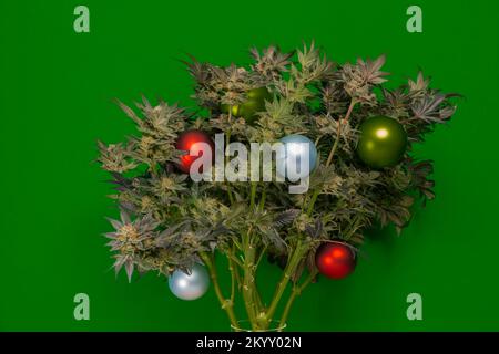 M.O.B. eine Sorte gereifter Marihuana-Blüten mit Weihnachtsbällen Stockfoto