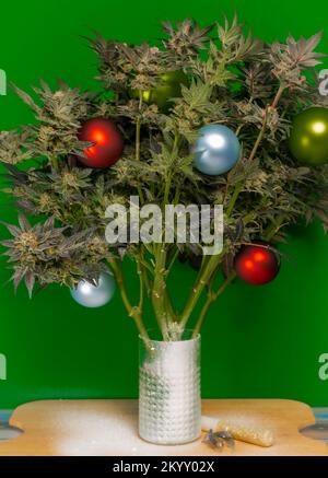 M.O.B. eine Sorte gereifter Marihuana-Blüten mit Weihnachtsbällen Stockfoto