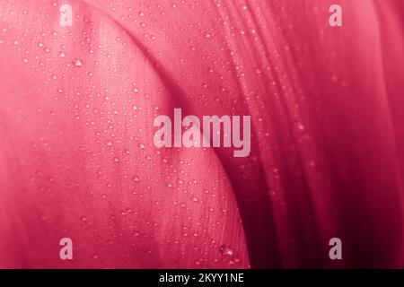 Natürlicher Viva-Magenta-Farbverlauf. Abstrakter Blumenhintergrund in trendigen Farben. Stockfoto